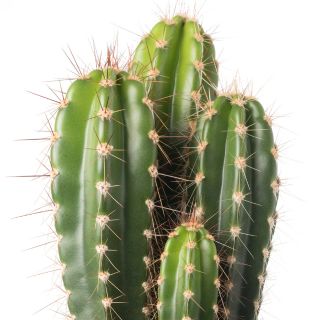 Extracto de cladodios de cactus